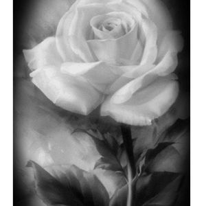 Meet your Posher, Rosa